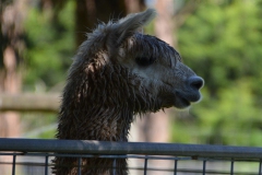 alpaca-wet